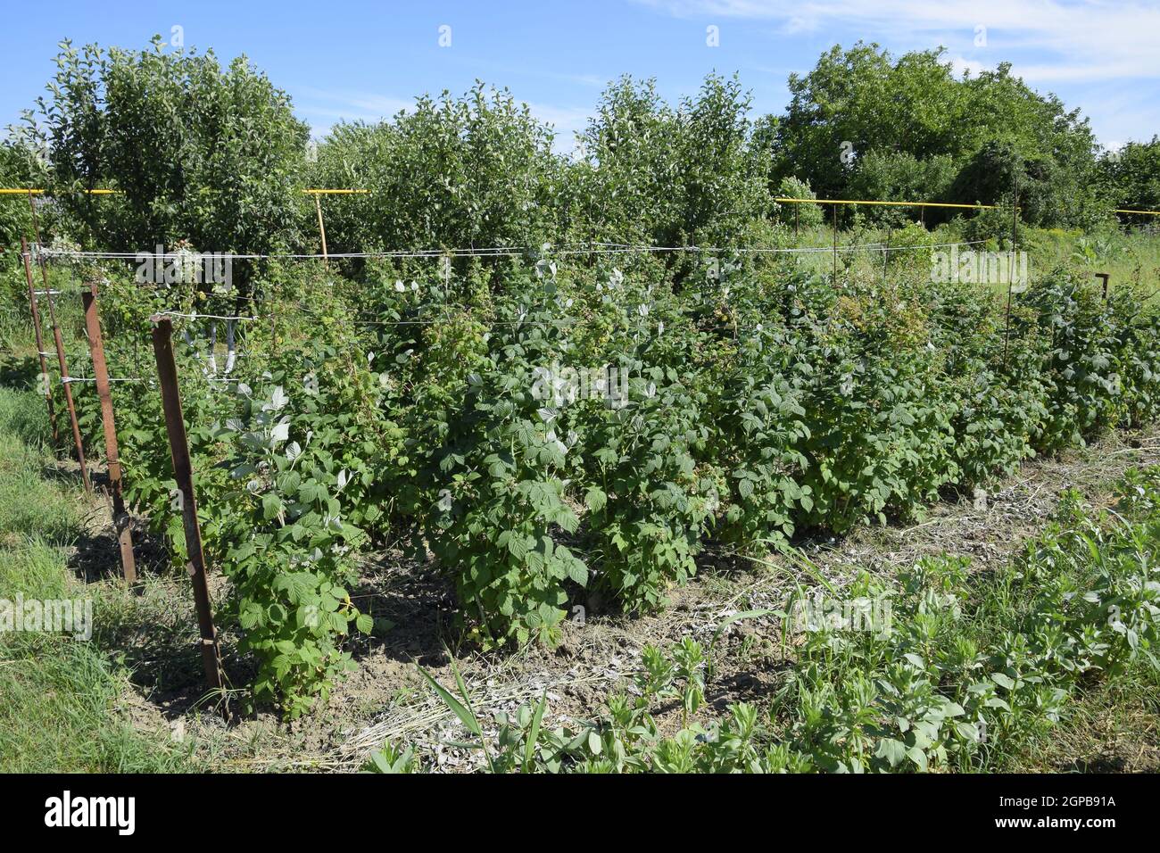 I letti di lamponi. Gli steli di lamponi su un traliccio Squirting. Lamponi crescente nel giardino. Foto Stock