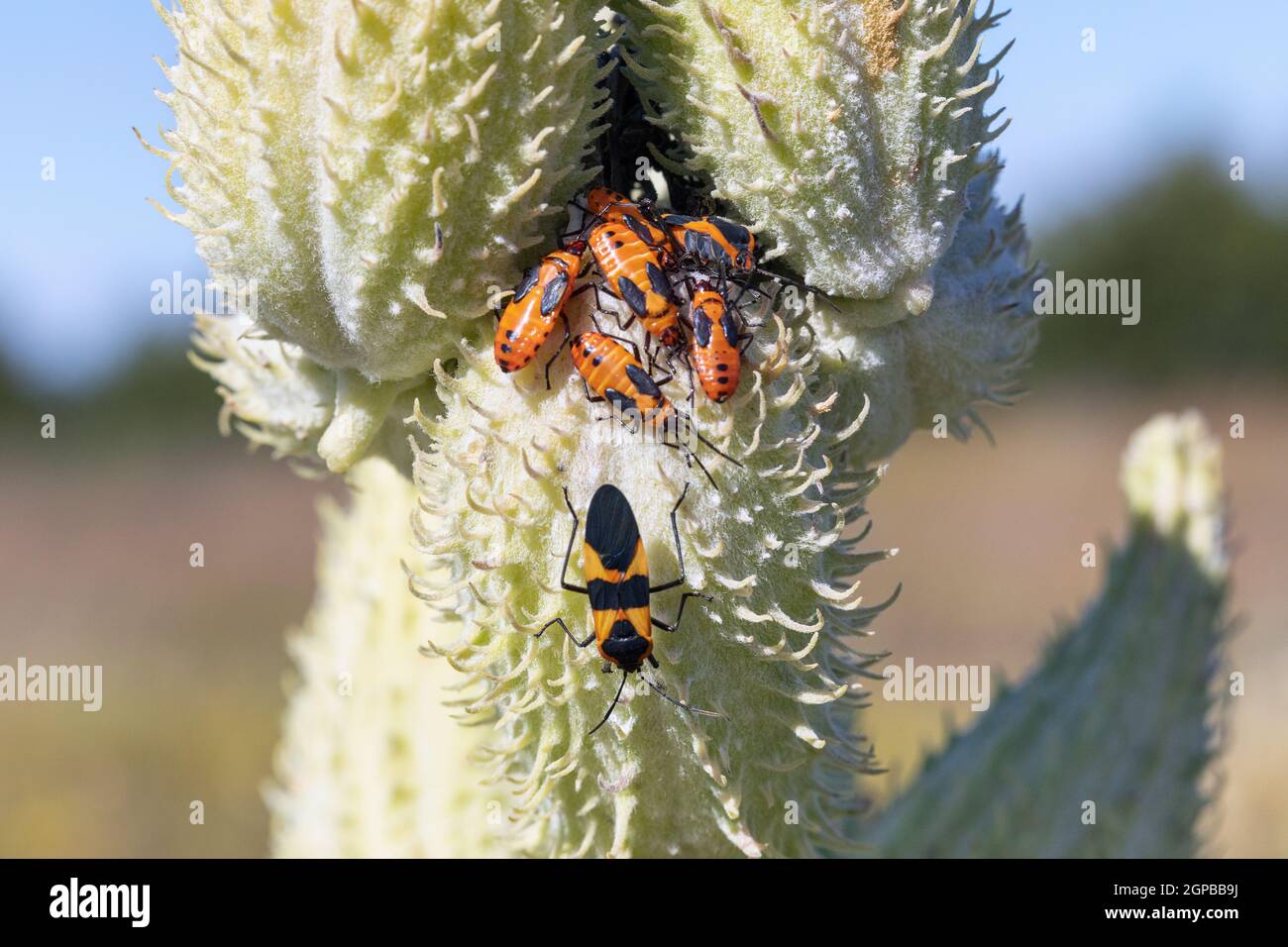 Colonia di grossi insetti (Oncopeltus fasciatus) su comuni follicoli di semi (Asclepias syriaca) in Iowa Foto Stock