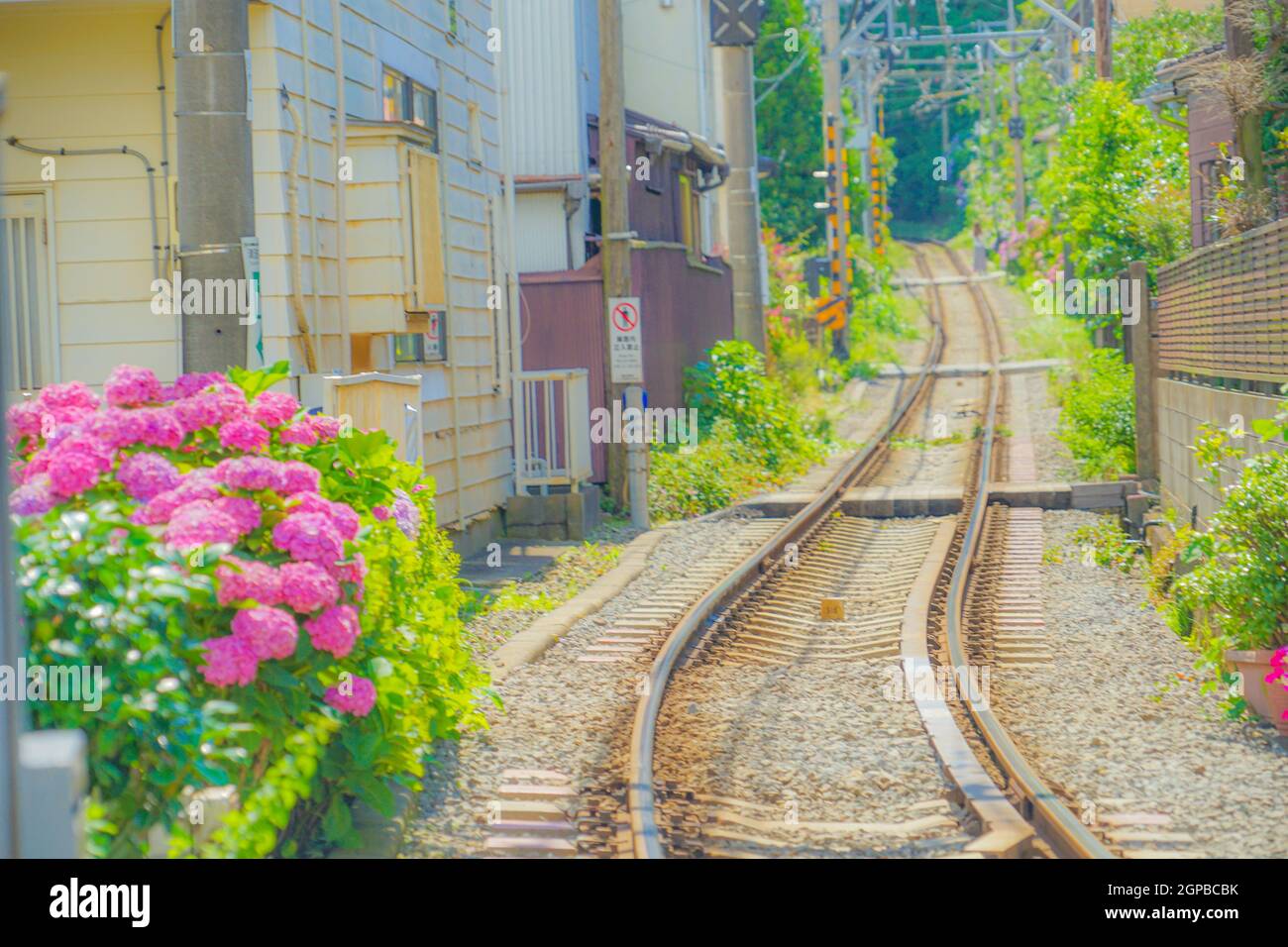 Hydrangea e Enoden di linea. Luogo di tiro: Kamakura, Prefettura di Kanagawa Foto Stock