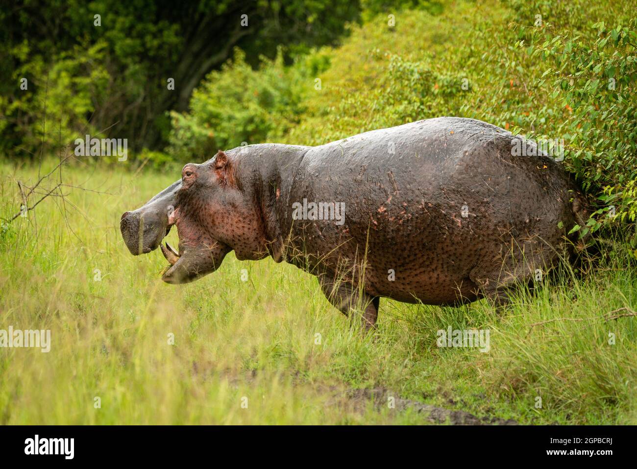 Hippo si alza da cespugli guardando la macchina fotografica aperta Foto Stock