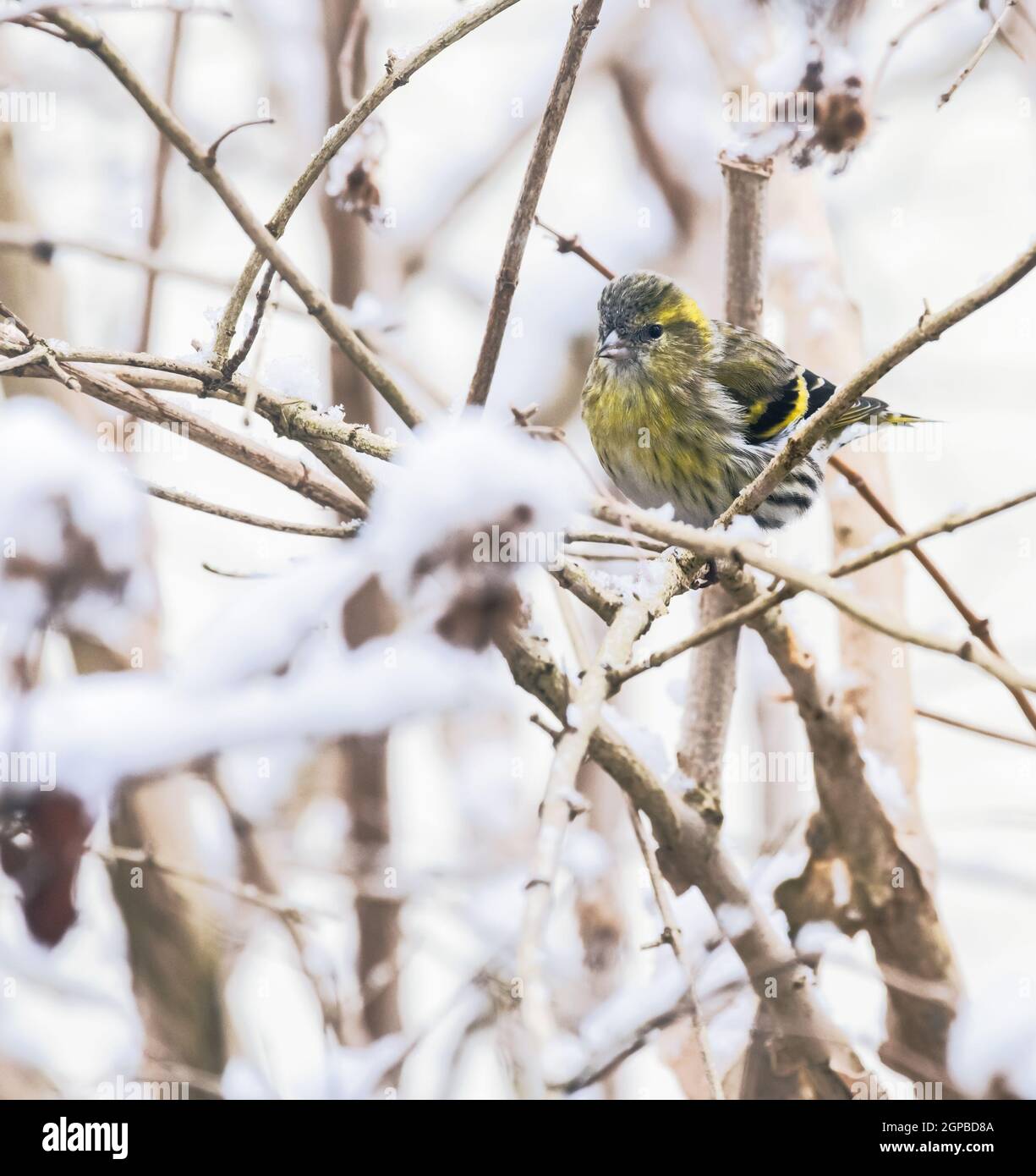 Femmina lucherino eurasiatico bird seduto sul ramo di una coperta di neve tree Foto Stock