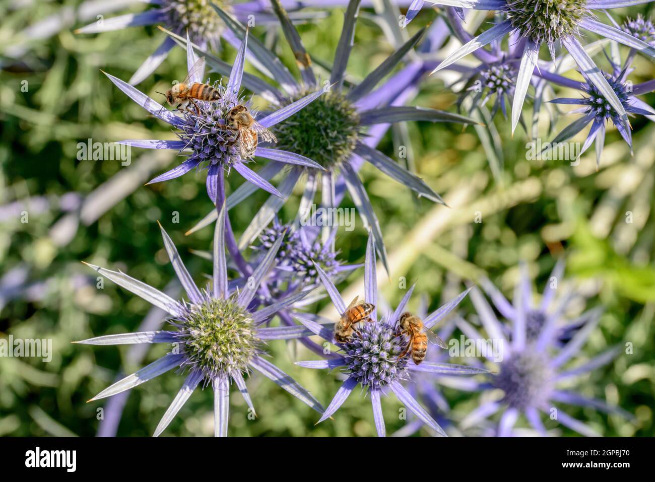 Le api di impollinazione Alpinum Eryingium fiori , girato su un luminoso giorno di estate a Gressoney Saint Jean, valle del Lys, Aosta, Italia Foto Stock