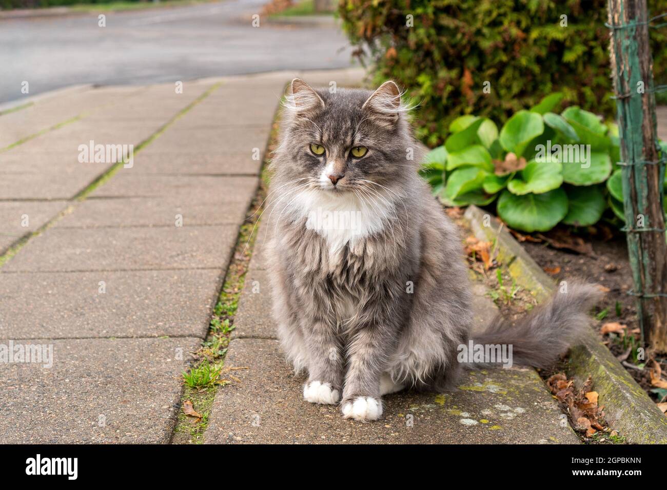 Splendida cat con soffici orecchie seduto sulla strada Foto Stock