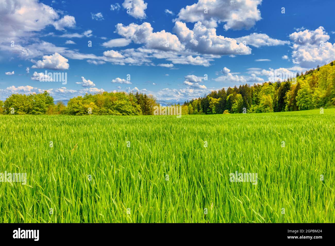 Vista su un campo per le Alpi svizzere, estate Foto Stock