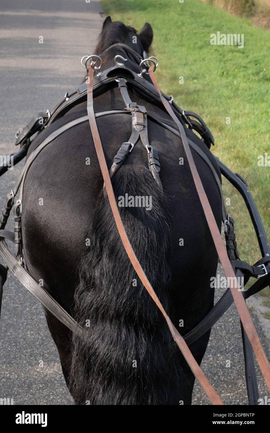 Cavallo nero frisone sartigliato visto da dietro mentre cavalca attraverso la foresta su una strada asfaltata. Le redini scorrono attraverso anelli di ferro rotondi al pulmann Foto Stock