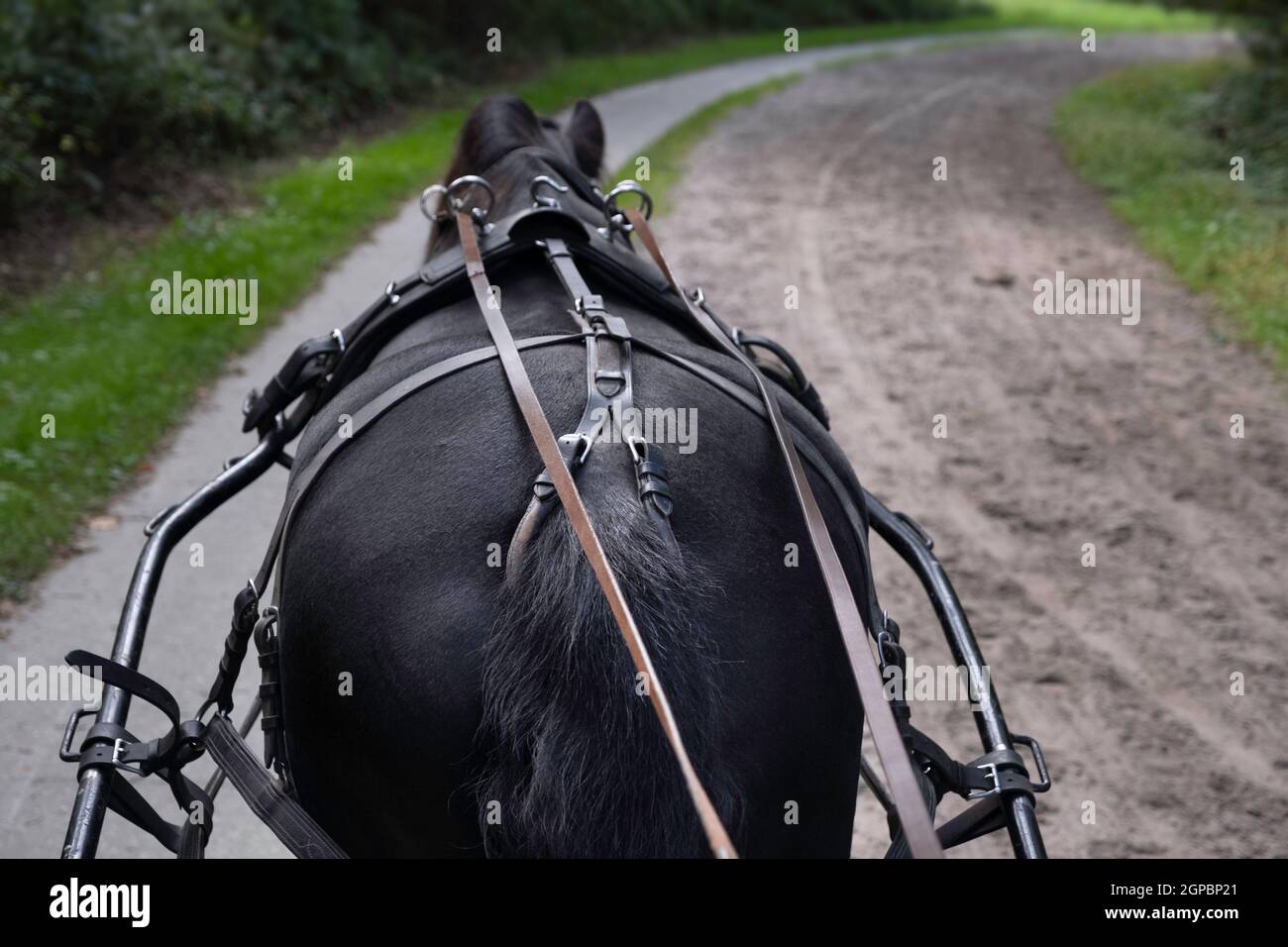Harnessed cavallo nero Friesiano visto da dietro mentre si guida attraverso la foresta su un sentiero sabbioso. Le redini scorrono attraverso anelli di ferro rotondi al coachman Foto Stock