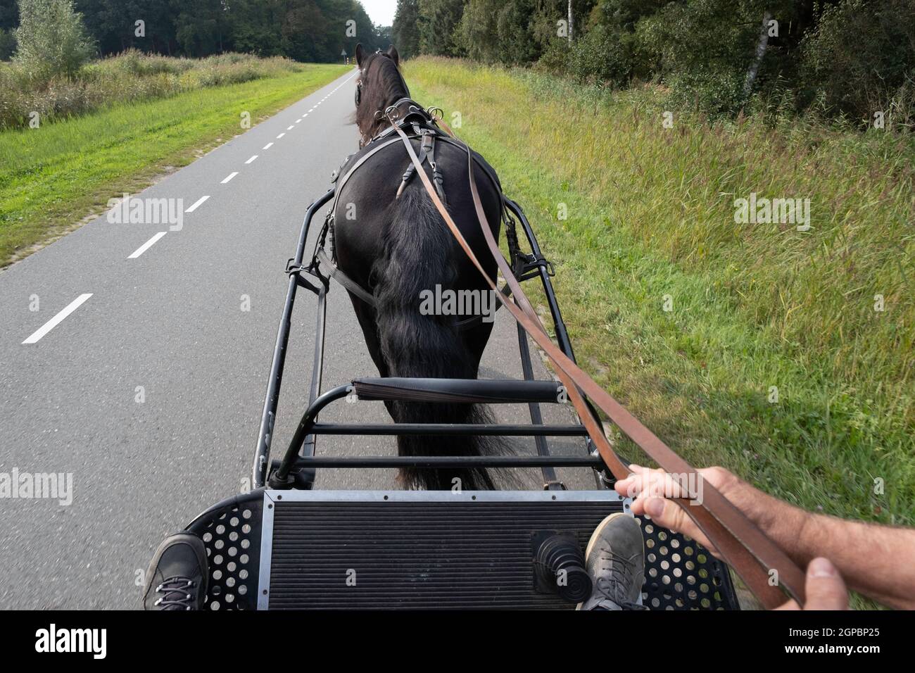 Harnessed cavallo nero Friesiano visto da dietro mentre si guida sulla strada. Il coachman siede sulla scatola della vettura di metallo con le sue mani sulle redini Foto Stock