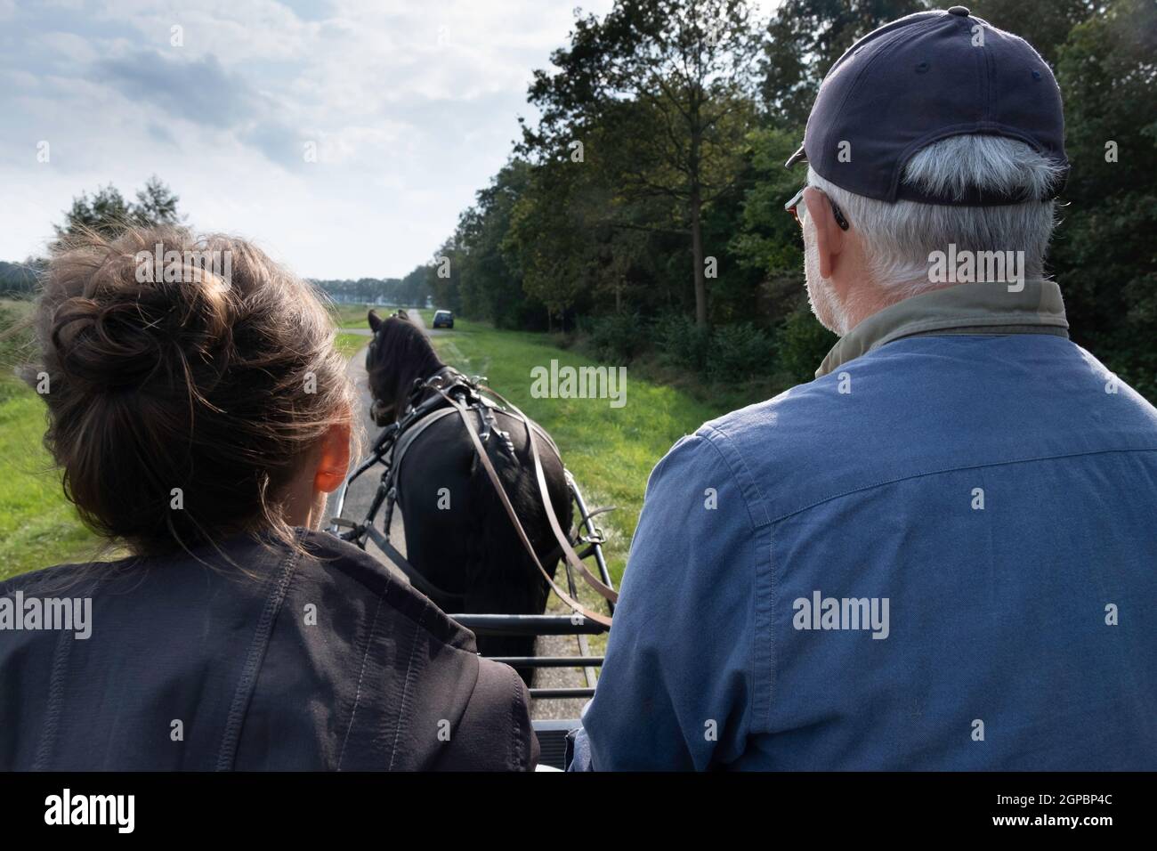 La coppia più anziana (vista da dietro) si siede sulla scatola del pullman di una carrozza trainata da cavalli, tirata da un cavallo nero friesiano. Fanno un giro attraverso la foresta Foto Stock
