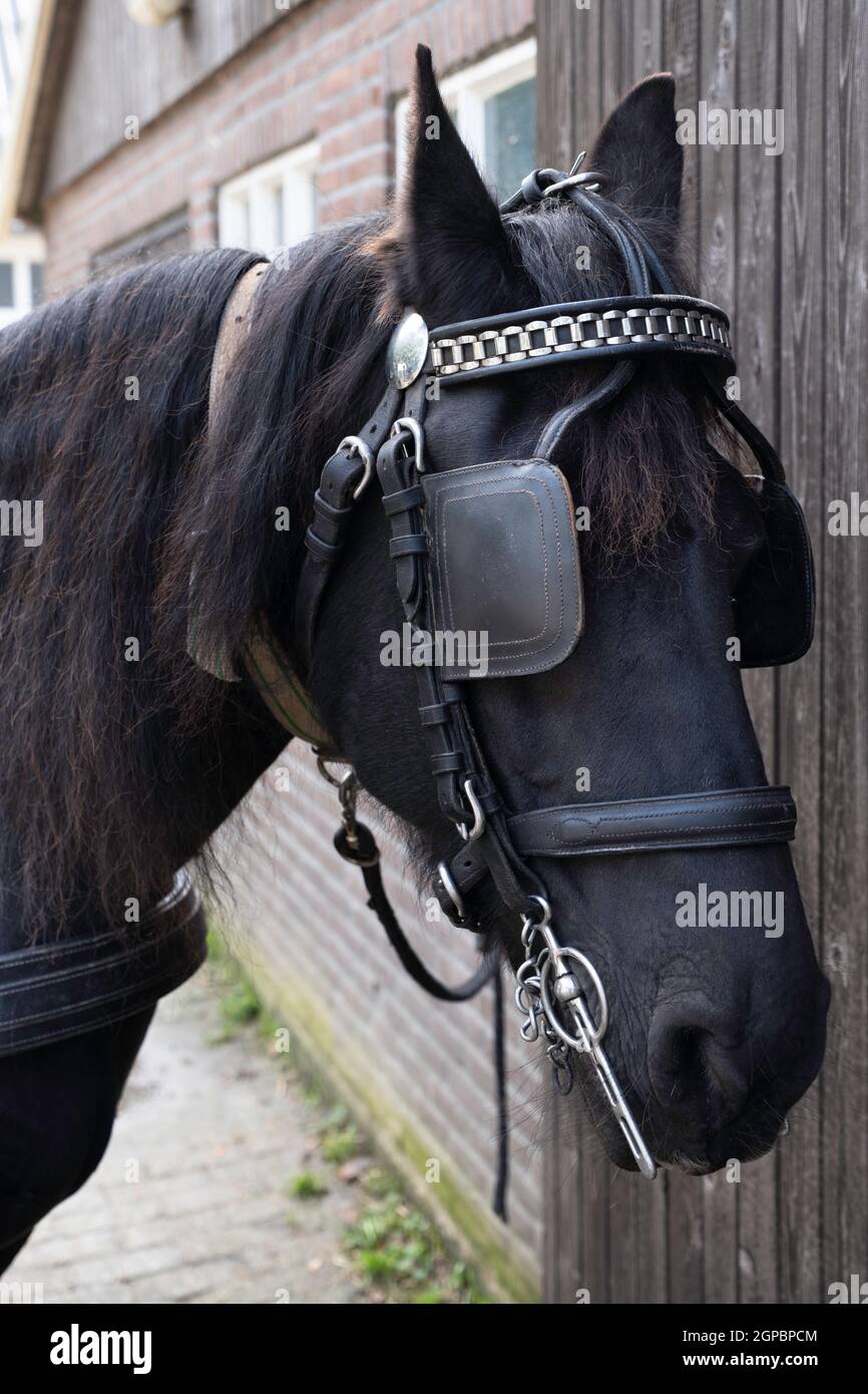 Testa di un cavallo nero friesiano con finimento, halter, bruno, catene, redini e blinker in pelle. Il blinder restringe il campo visivo Foto Stock