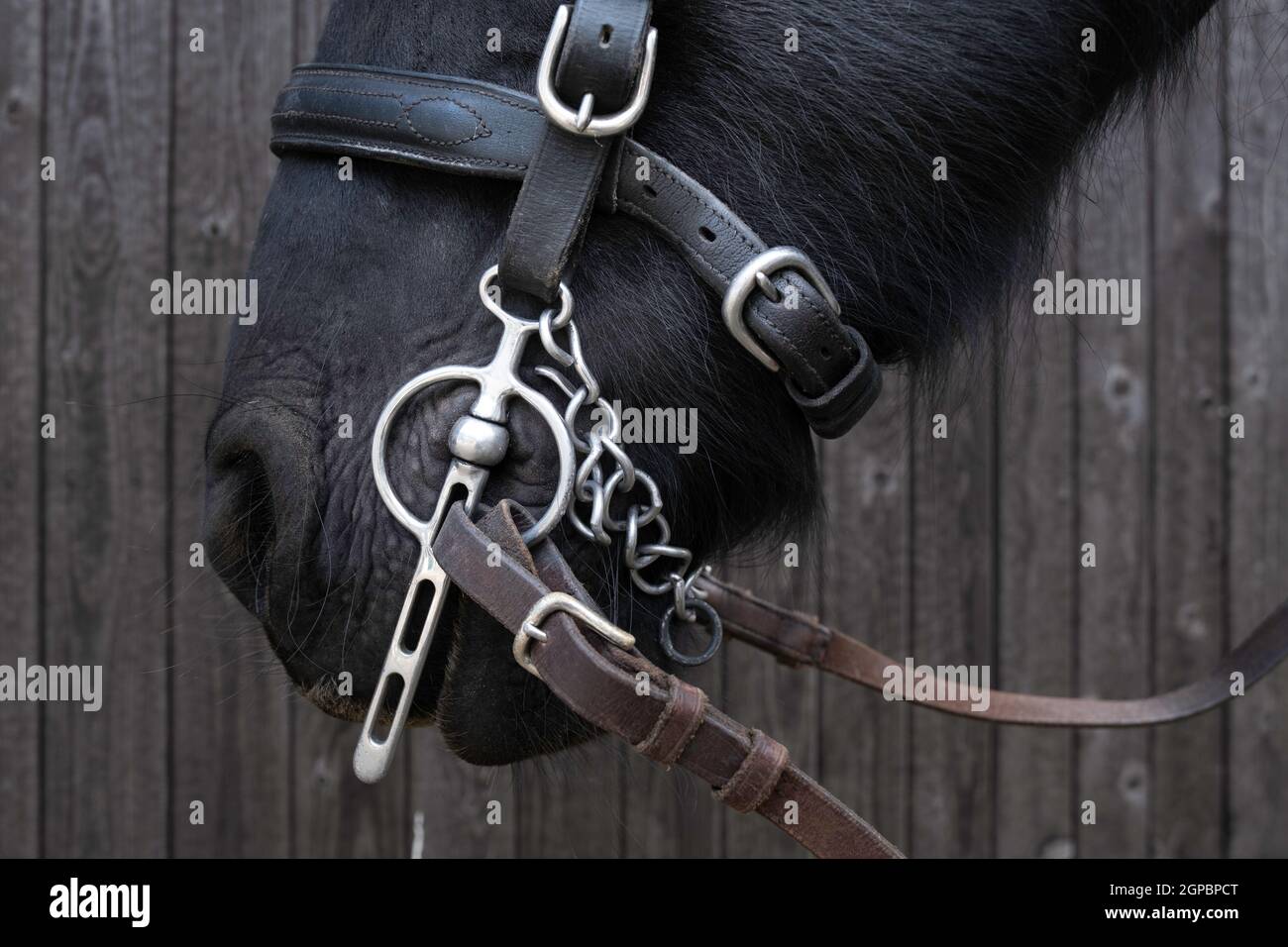 Primo piano della parte inferiore della testa di un cavallo di un cavallo nero friesiano con finimento, halter, catene, redini e punta Foto Stock