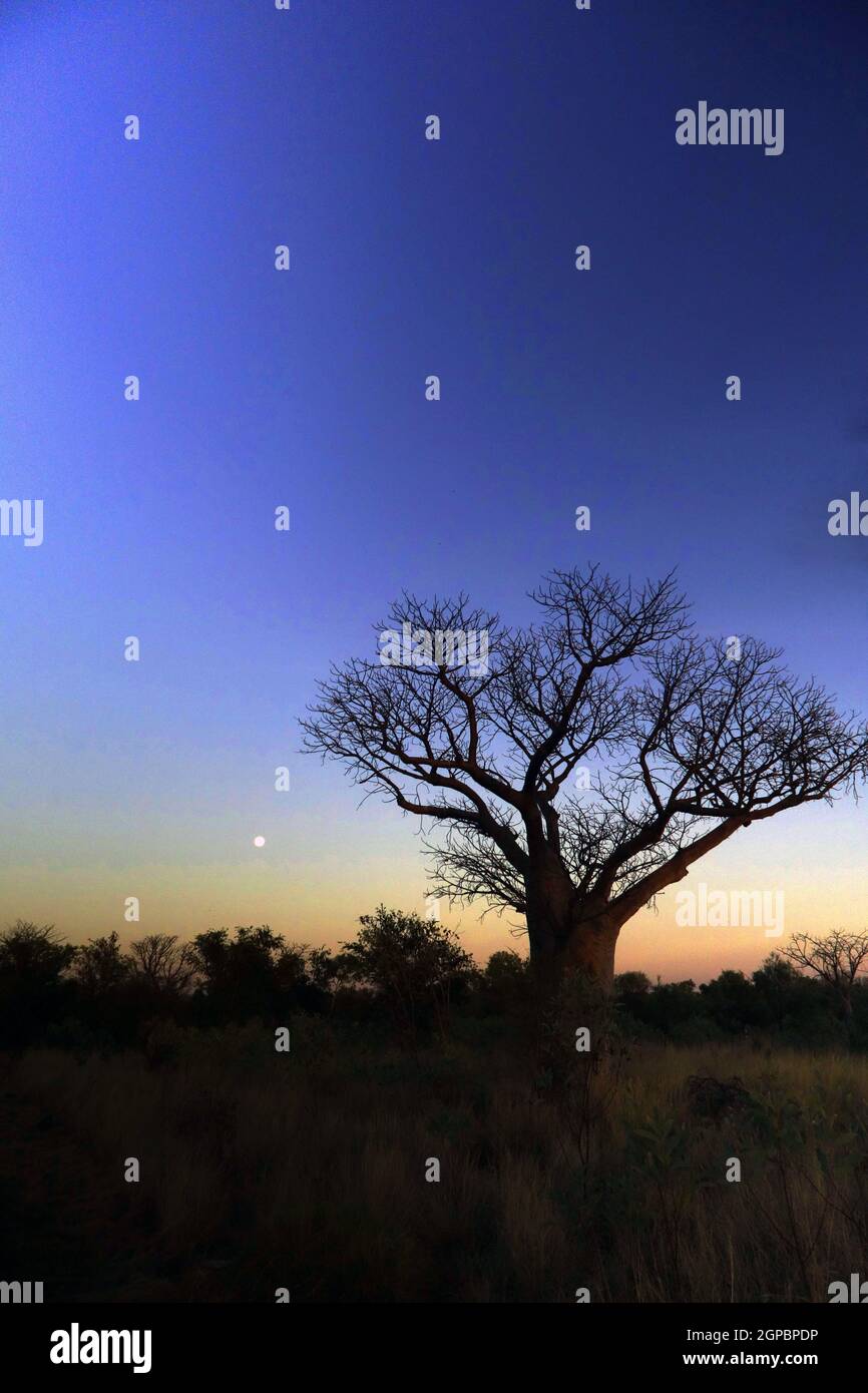 Luna ambientazione vicino boab all'alba, vicino Fitzroy Crossing, regione di Kimberley, Australia Occidentale Foto Stock