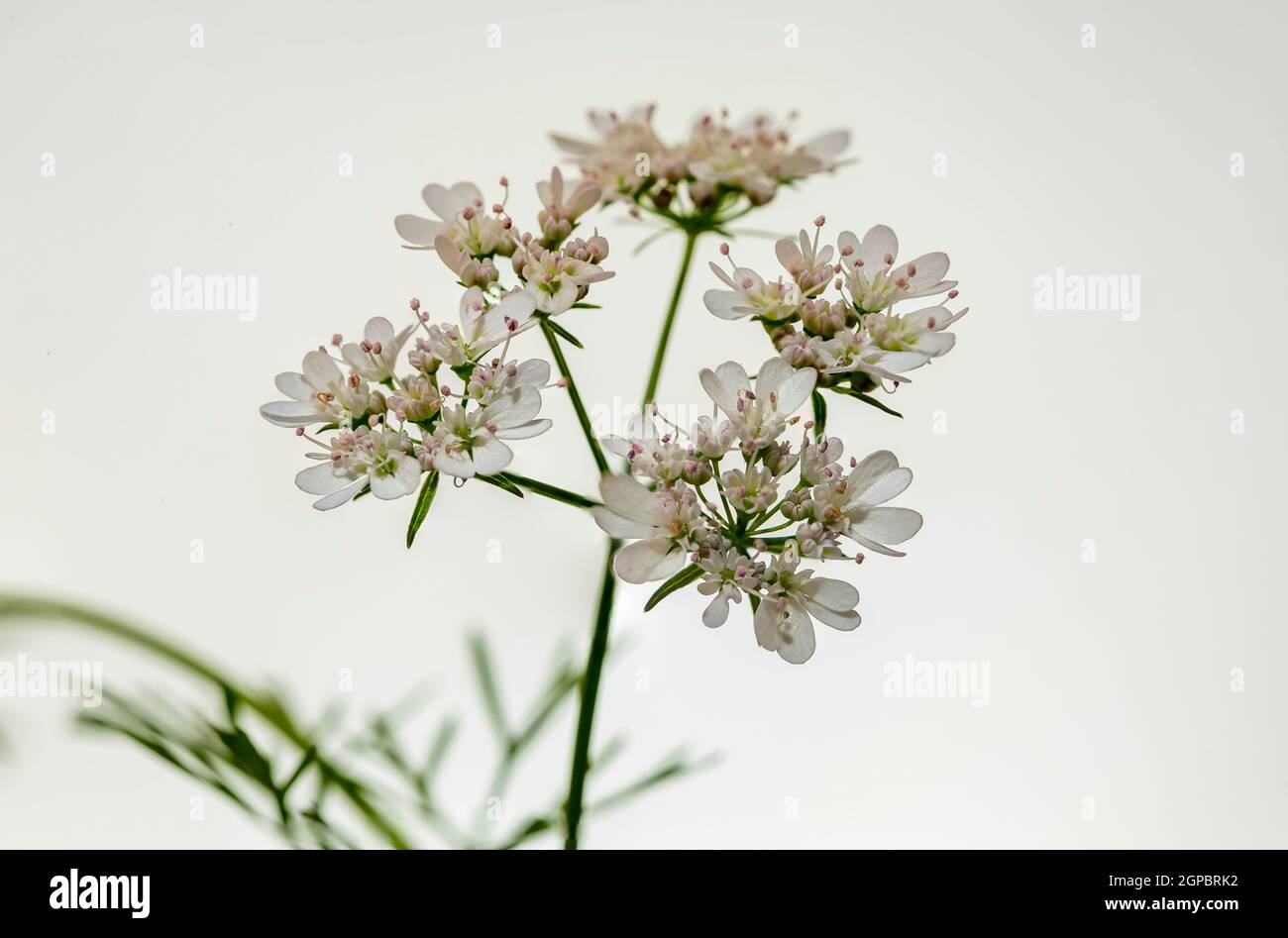 Coriandolo (Coriandrum sativum) chiamato anche coriandolo o prezzemolo cinese, in fiore. Foto Stock