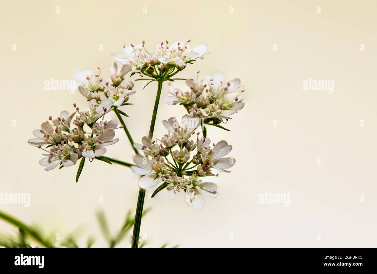 Coriandolo (Coriandrum sativum) chiamato anche coriandolo o prezzemolo cinese, in fiore. Foto Stock