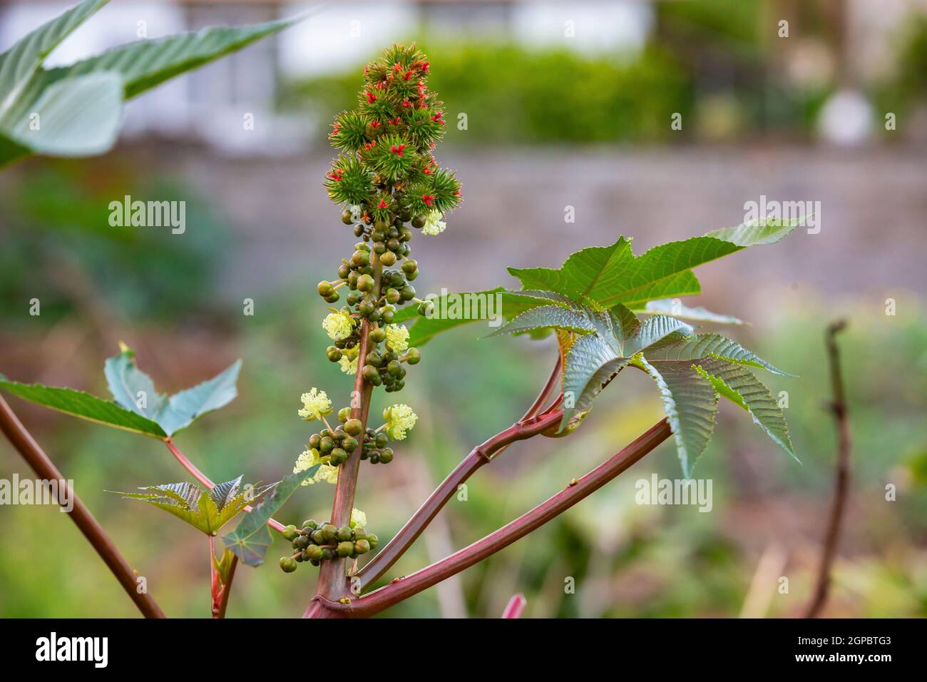 Ricino (Ricinus communis) pianta di petrolio, pianta velenosa, pianta medicinale a Mauritius, Africa orientale Foto Stock