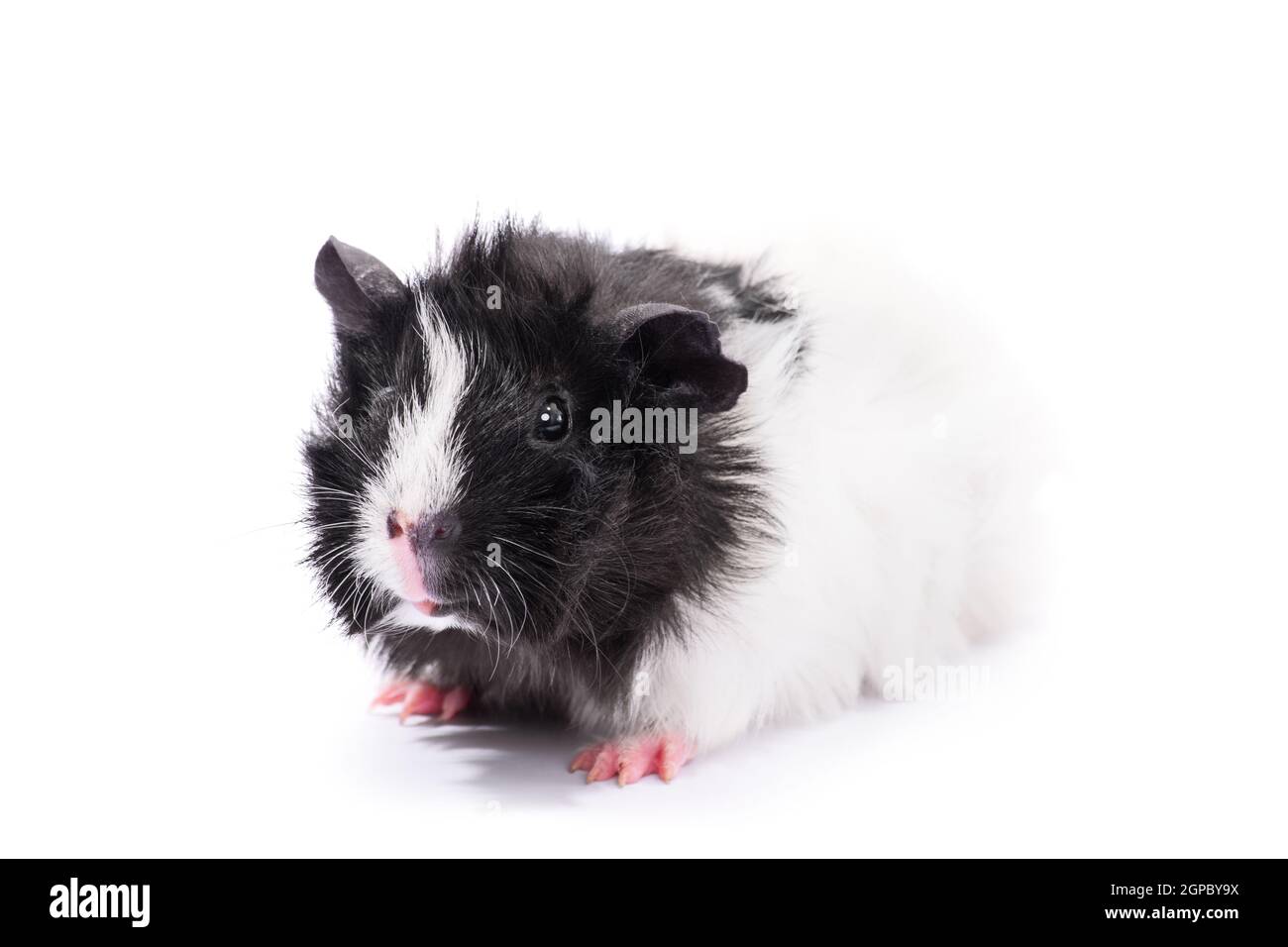 Primo piano di un carino porcellino d'India bianco e nero, isolato su sfondo bianco. Animali domestici, animali domestici, concetto. Foto Stock