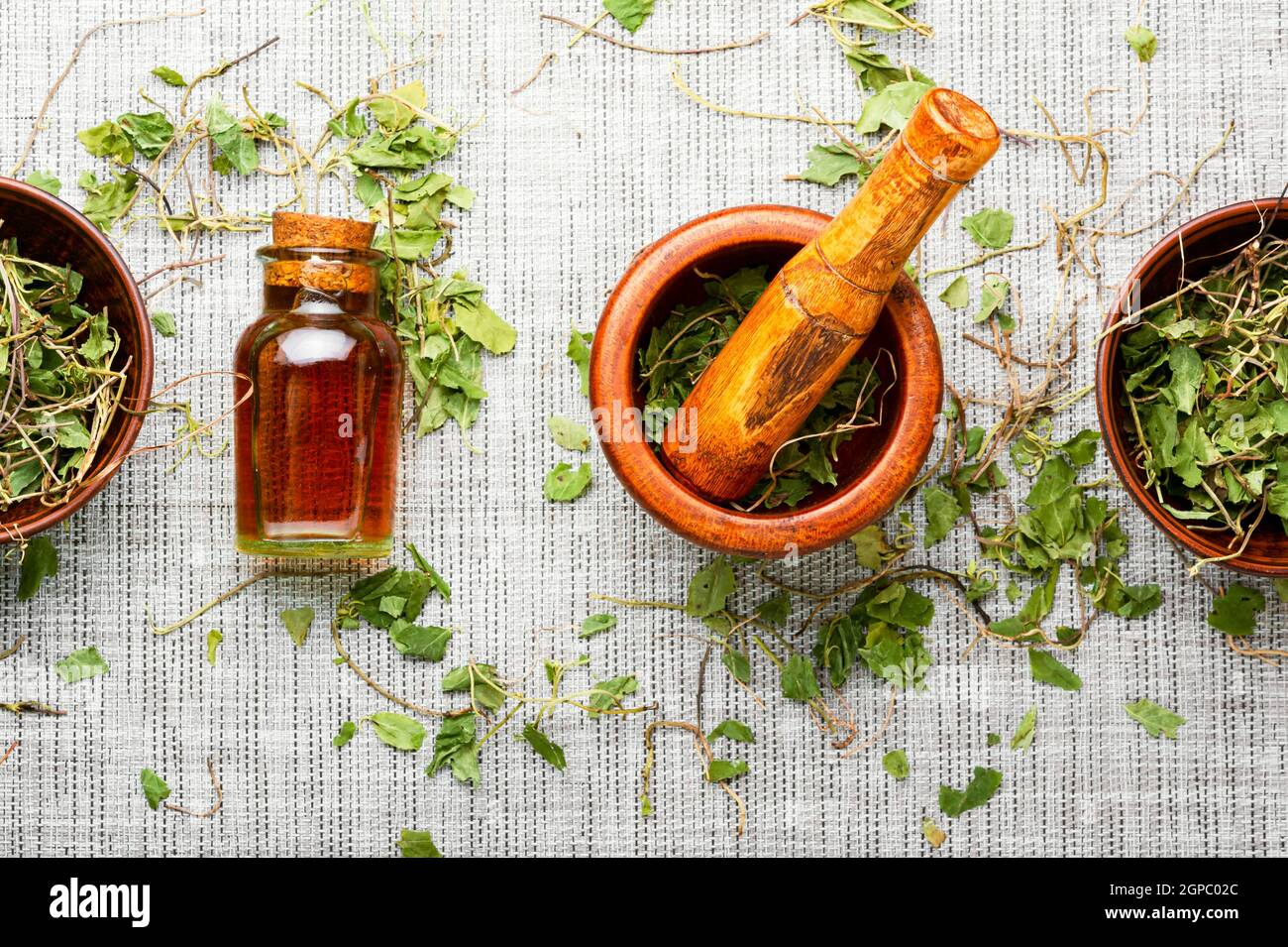 Medicinale, tintura a base di erbe da ortilia secunda.erbe medicine.Healing erbe Foto Stock