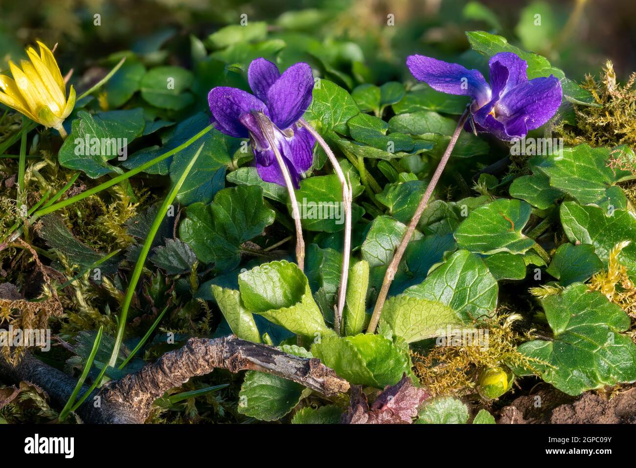 Primo piano di violette in fiore tra le lame d'erba e piccoli fiori in un prato Foto Stock