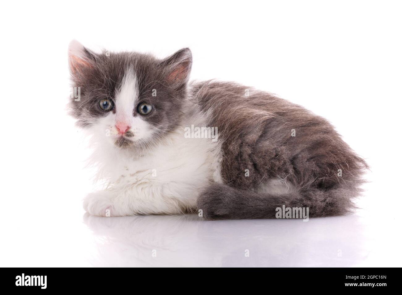 Piccolo gattino bianco e grigio giace su uno sfondo bianco. Vista laterale. Foto Stock