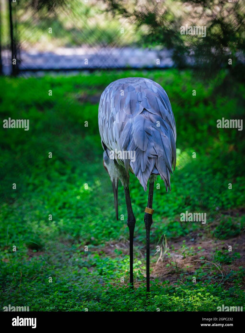 Sabbia collina Crane nel selvaggio Foto Stock