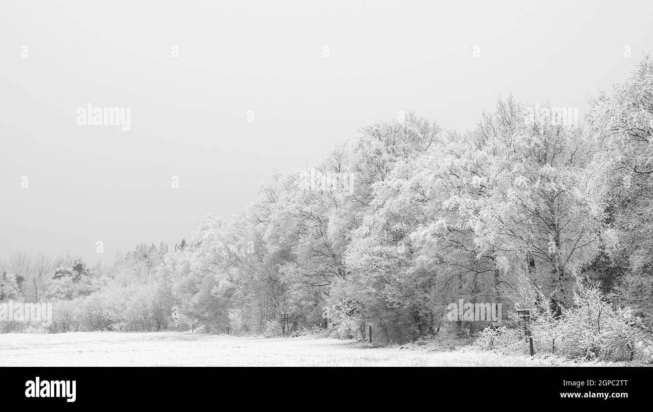 prato innevato ai margini della foresta Foto Stock