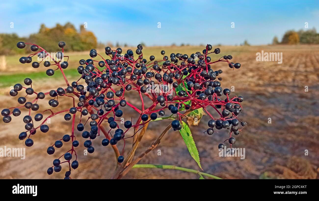 Bacche di sambuco nere mature sul ramo. Elsambuchi maturato sul ramo albero. Bacche utili di sambuco nero appendono sull'albero. Medicina di erbe Foto Stock