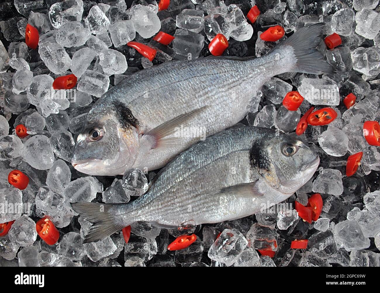 Pesce fresco con cubetti di ghiaccio. Fresh dorado o orata su cubetti di ghiaccio e sfondo nero Foto Stock
