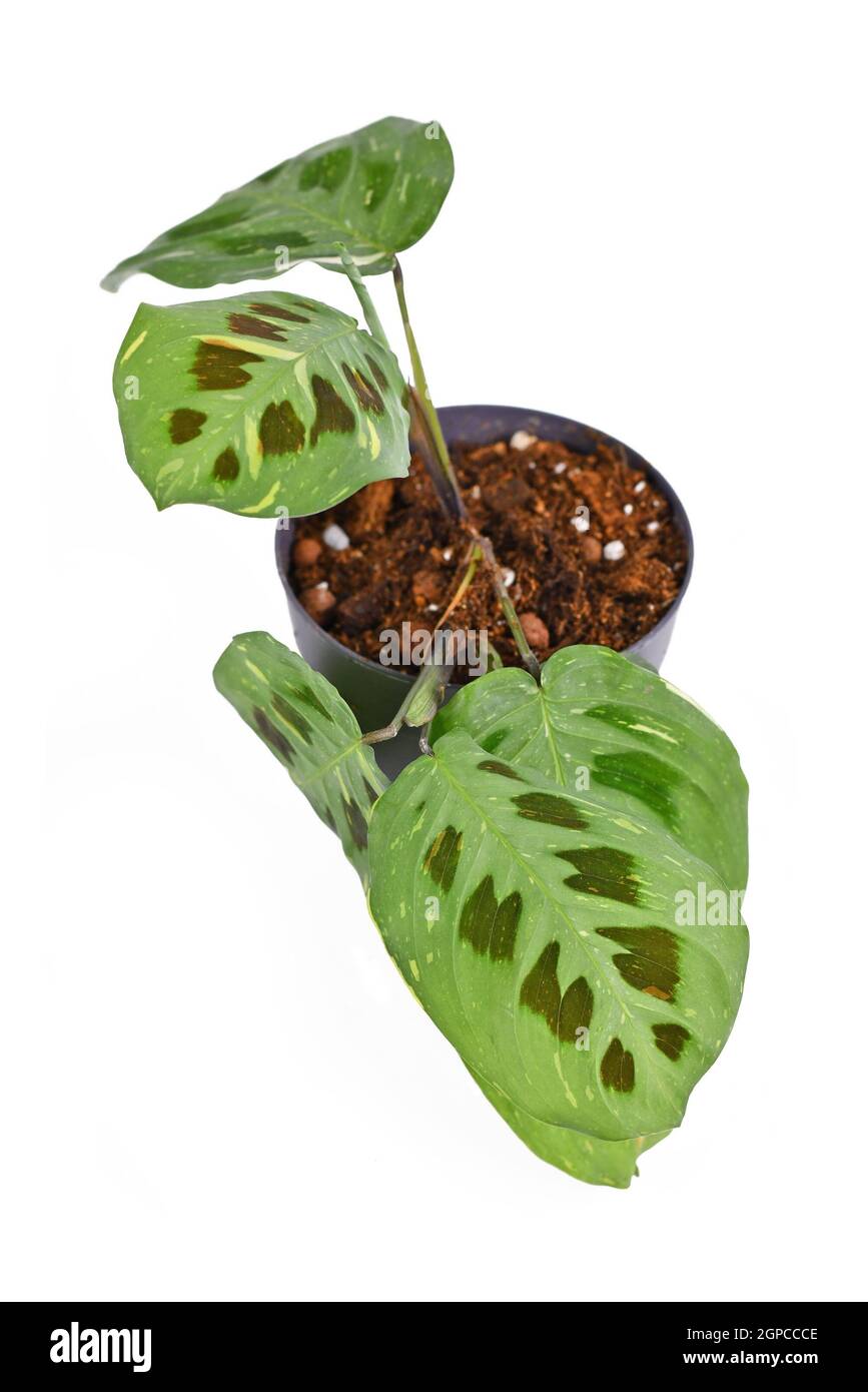 Pianta esotica 'Maranta Leuconeura Kerchoveana Variagata' con foglie macchiate in vaso di fiori isolato su sfondo bianco Foto Stock
