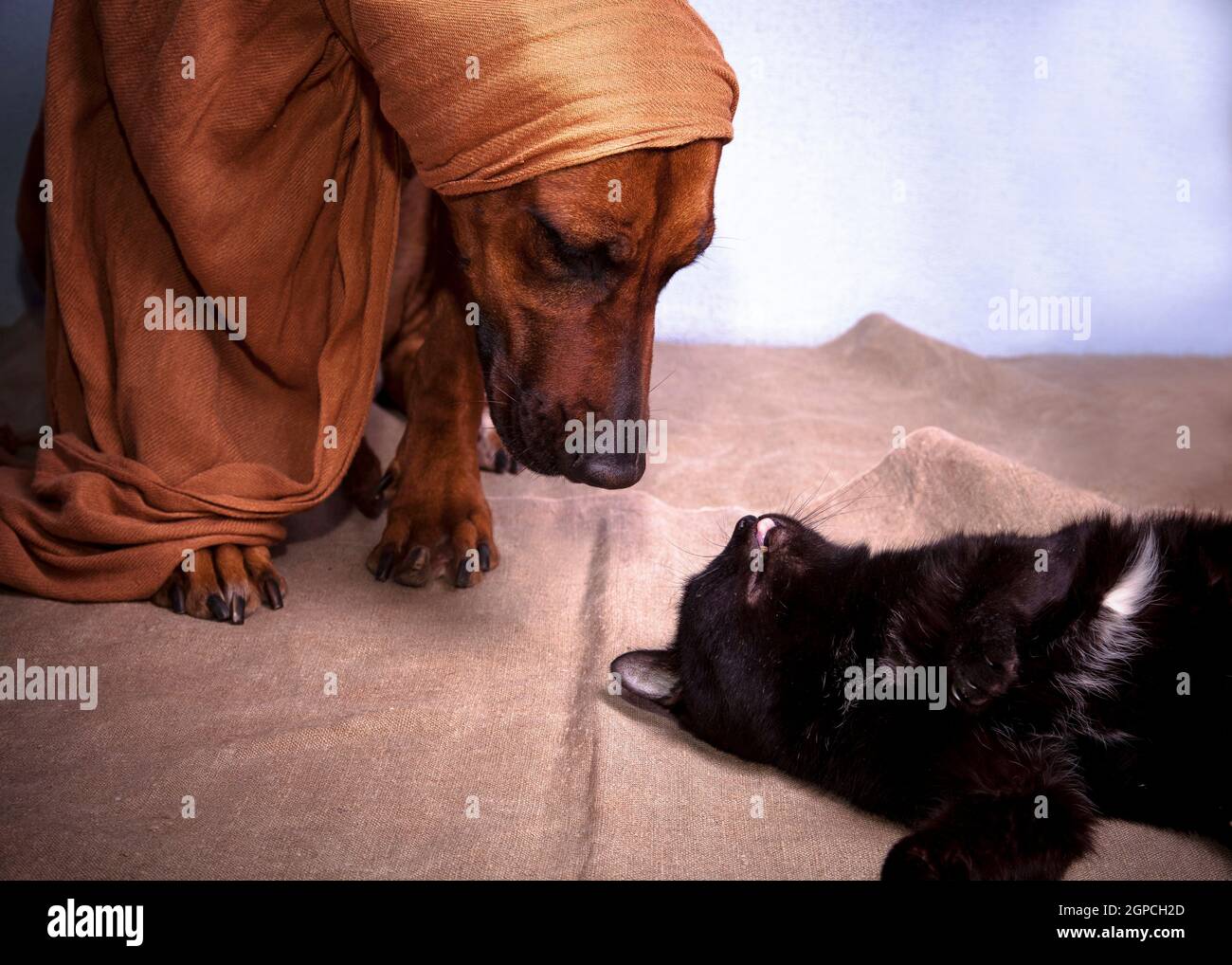 Il grande cane dai capelli rossi della razza Rhodesian Ridgeback una sciarpa e giacente sul retro di un nero gatto con una macchia bianca su un tappetino in tessuto all'interno Foto Stock