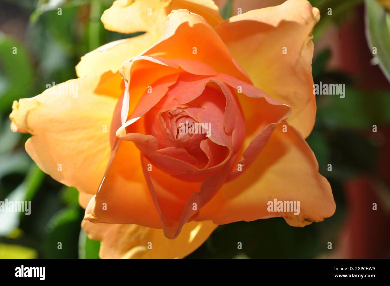 detailaufnahme rosa arancione aufblühend Foto Stock
