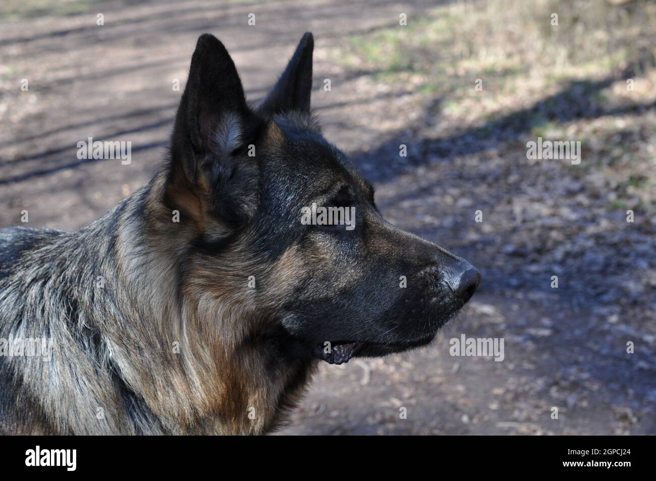 deutscher schäferhund detailaufnahme ritratto esterno Foto Stock