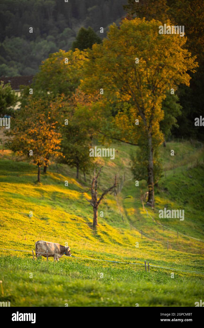 Le mucche tornano a casa dal pascolo alla chiusura del Giorno - concetto di allevamento rigenerativo/manzo alimentato da erba Foto Stock