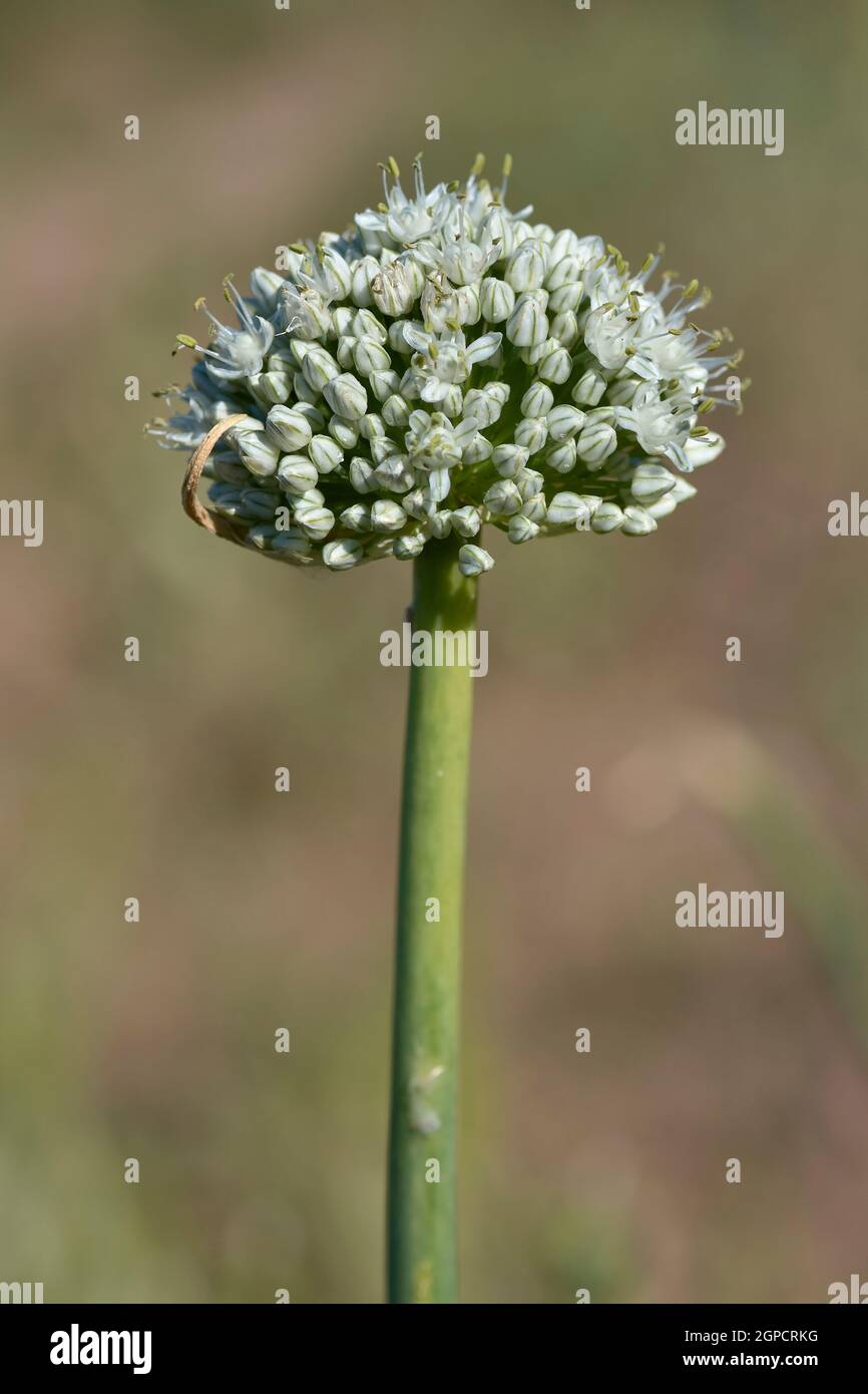 Fiore di Allium Foto Stock