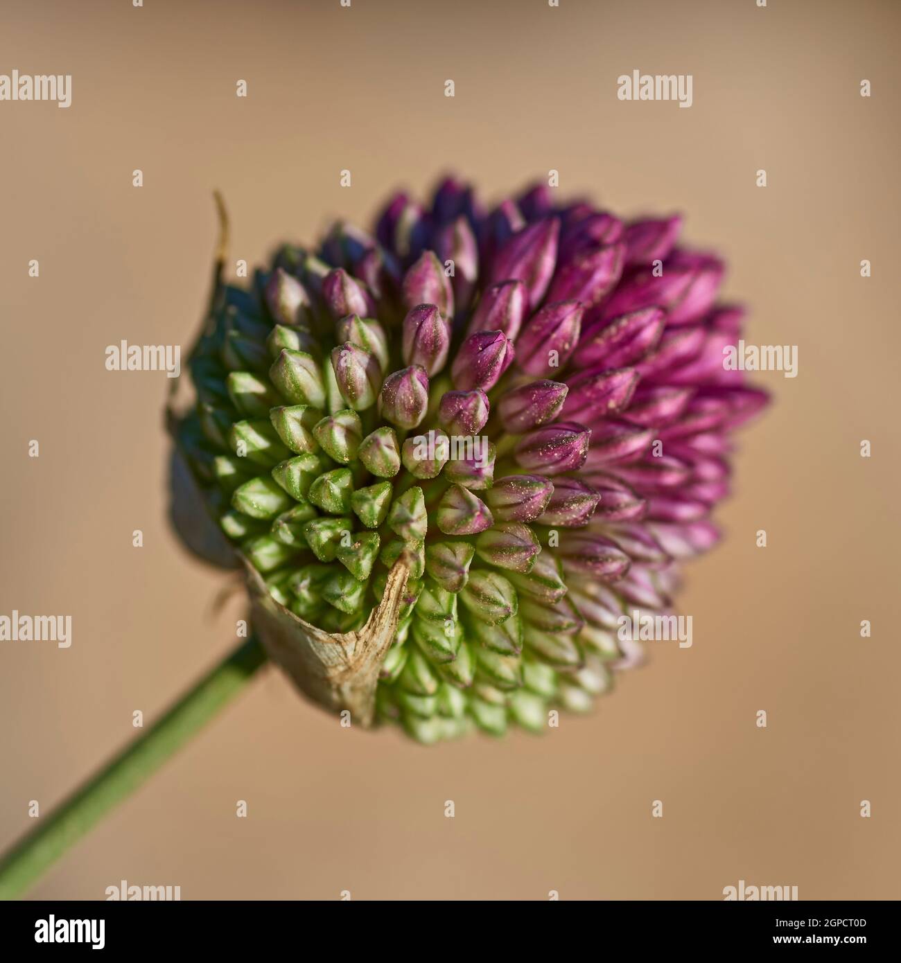 Fioritura di allio selvatico in montagna. Foto Stock