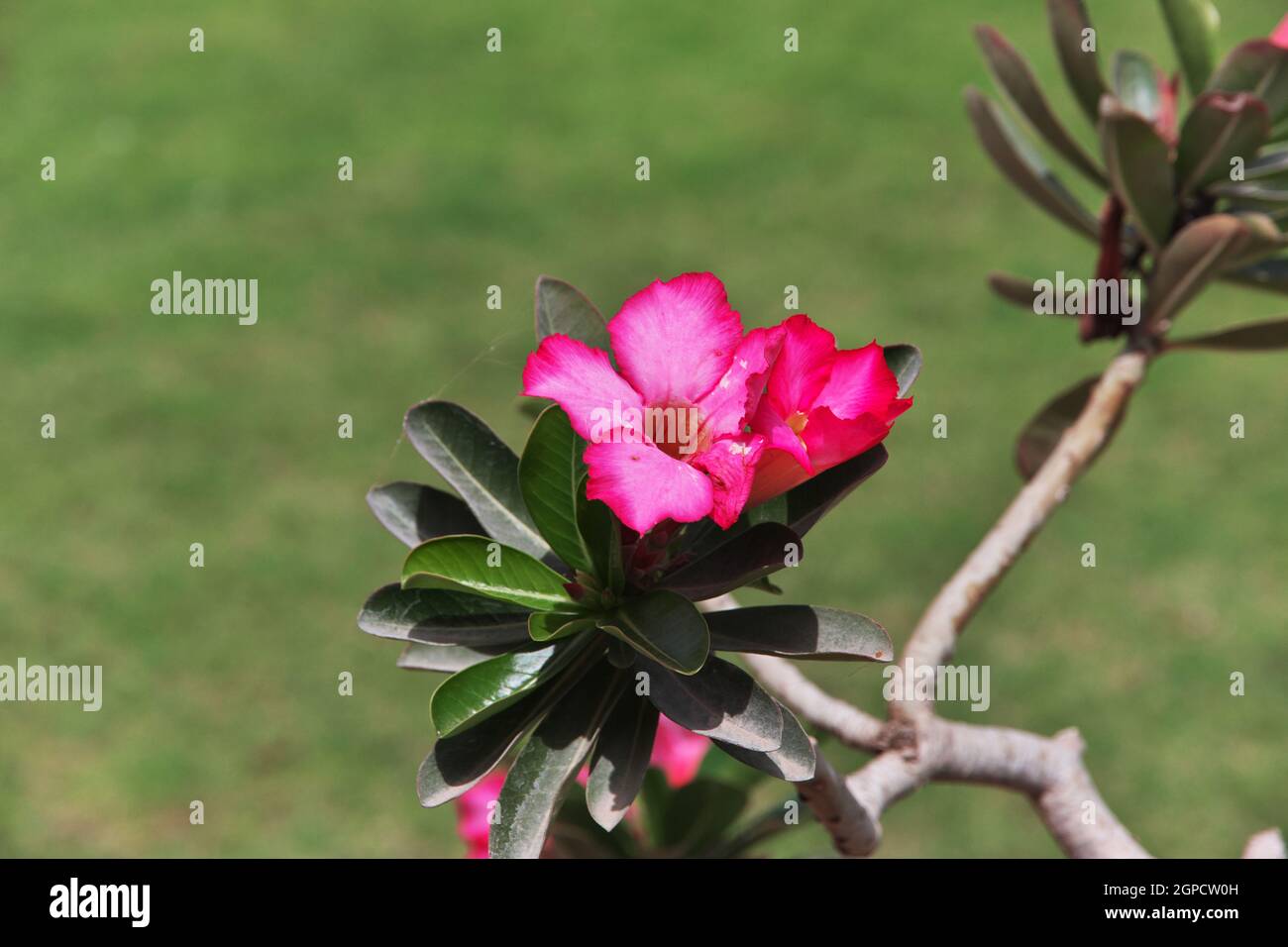 Il giardino del Mohatta Palace Museum a Karachi, Pakistan Foto Stock