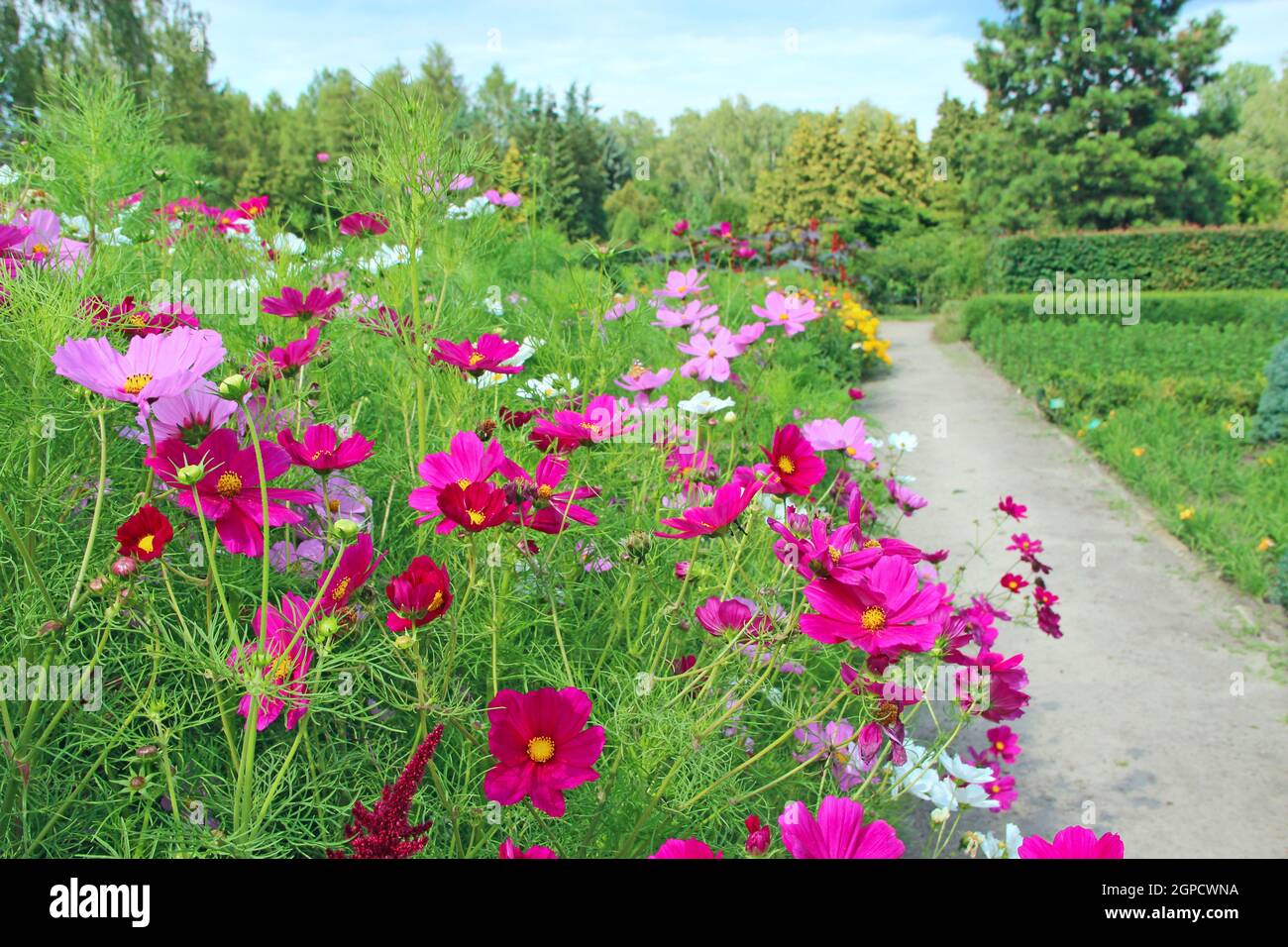 COSMOS Bipinnatus fiore in giardino. Fiori rossi vicino sentiero. Decorazione del sentiero. Fiori di Cosmos bipinnatus fioritura in estate Foto Stock
