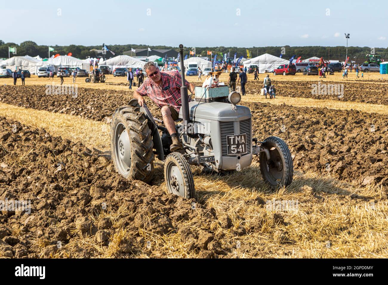 Un po' di Grey Fergie, Massey Ferguson, in occasione di un'aratura Foto Stock