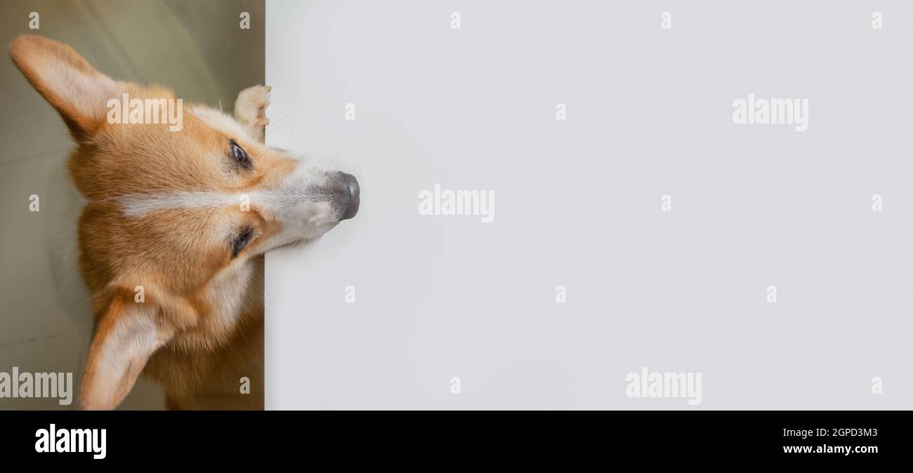 Il cane di Corgi sale su sul tavolo bianco e guardando avanti ad area per lo spazio di copia nella stanza della cucina. Foto Stock