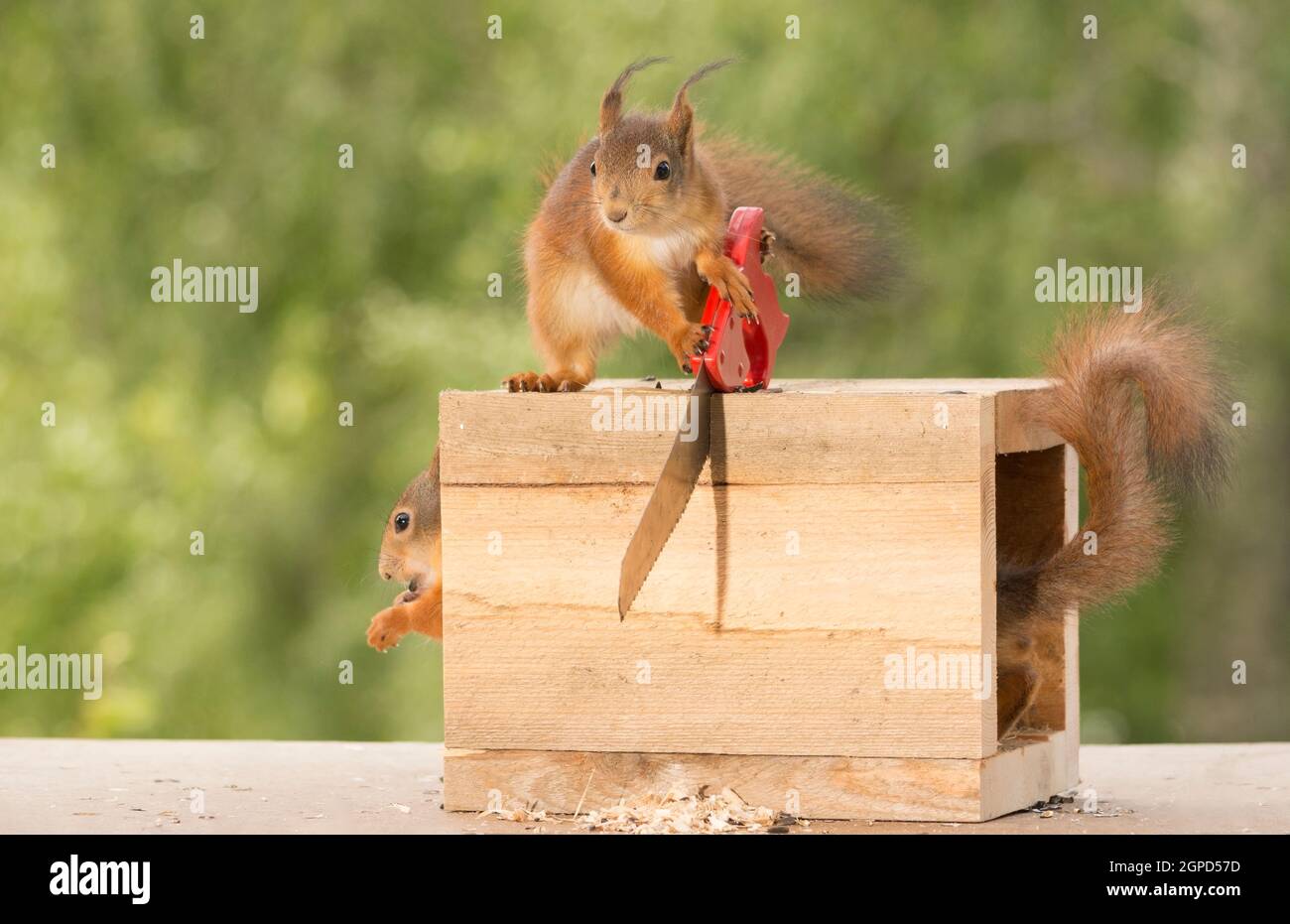 Close up gli scoiattoli rossi facendo il magic box di sega trucco Foto  stock - Alamy