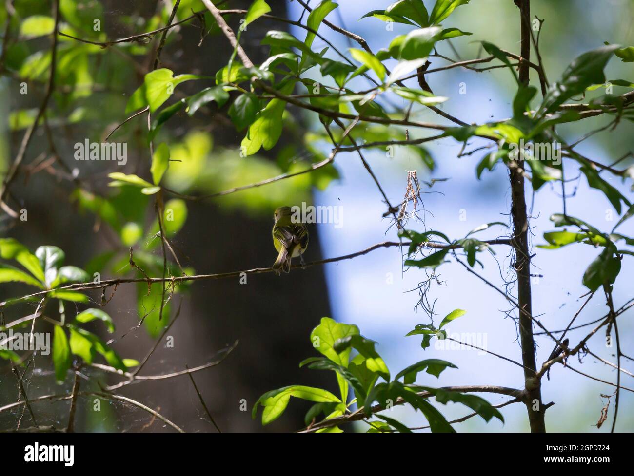 Uccello vireo dagli occhi bianchi (Vireo griseus) arroccato su un ramo di cespuglio Foto Stock