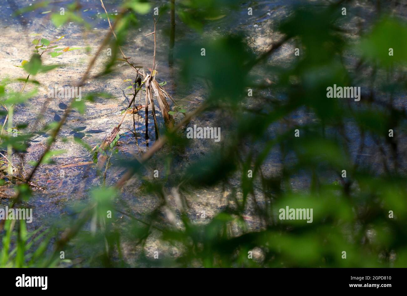 Serpente d'acqua a banda larga (Nerodia fasciata confluens) che nuotano attraverso la palude Foto Stock