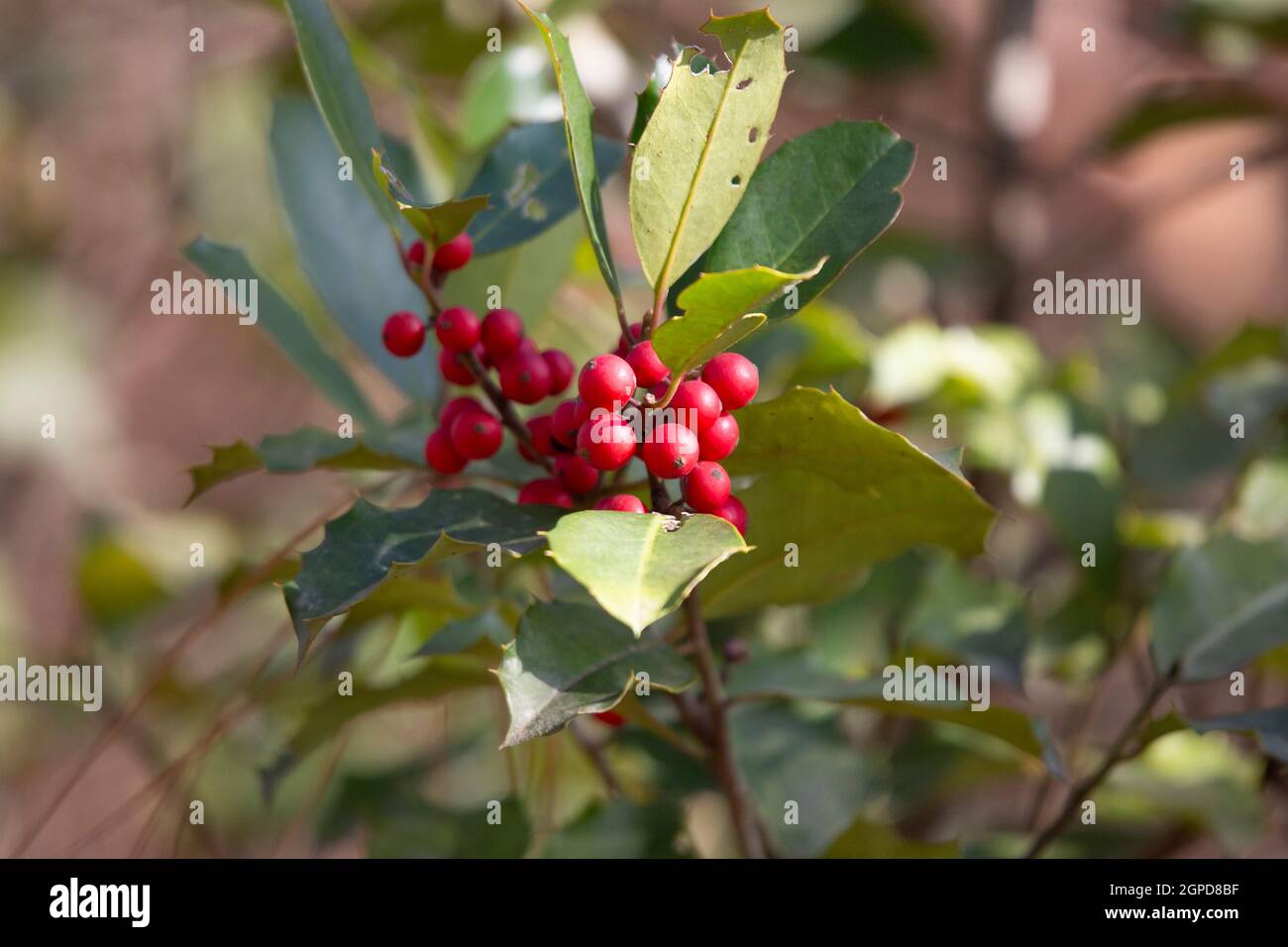 Branca americana (Ilex opaca) bacche e foglie Foto Stock