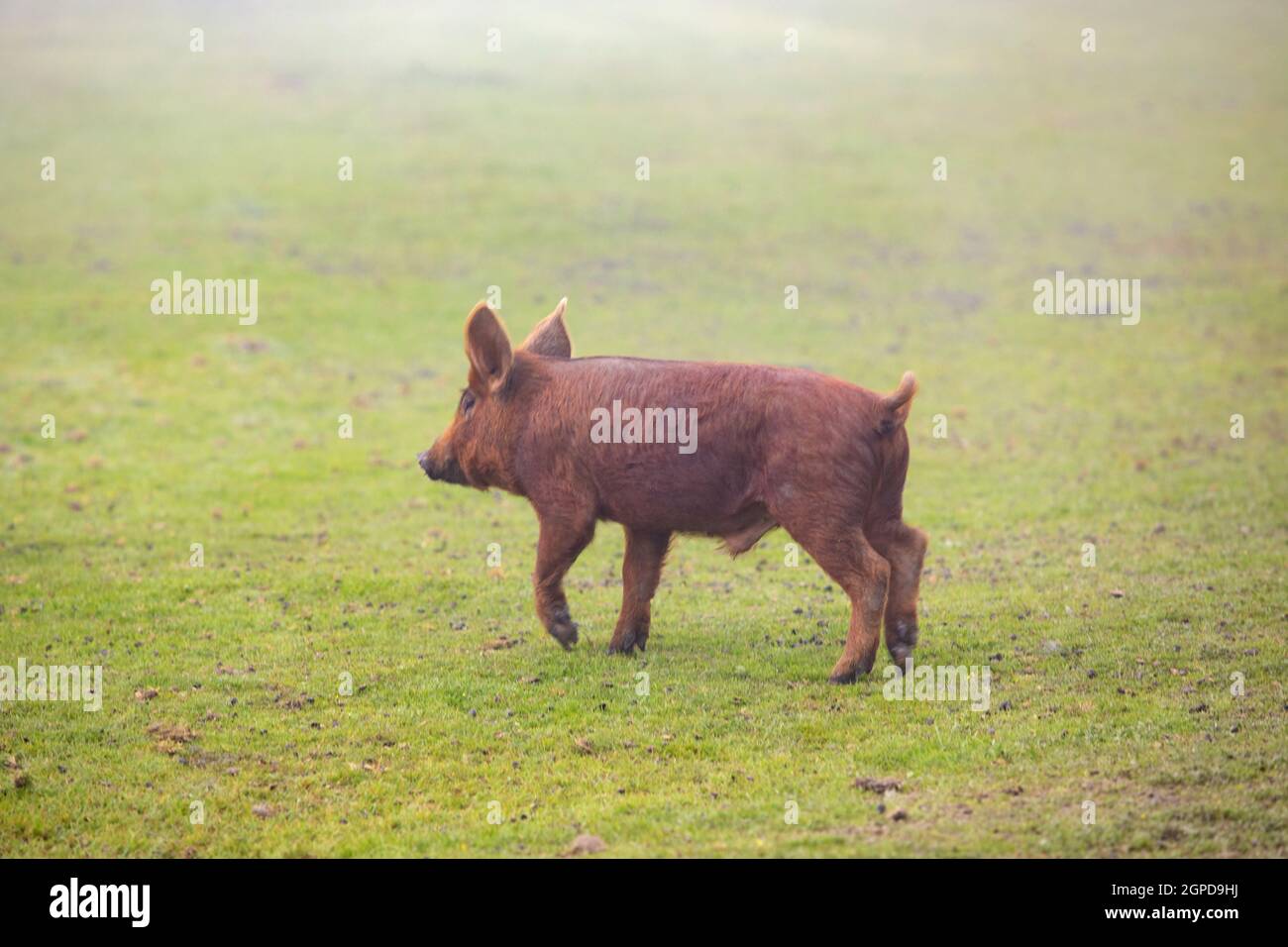 I suini di razza iberica pascolare tra la campagna in Spagna Foto Stock