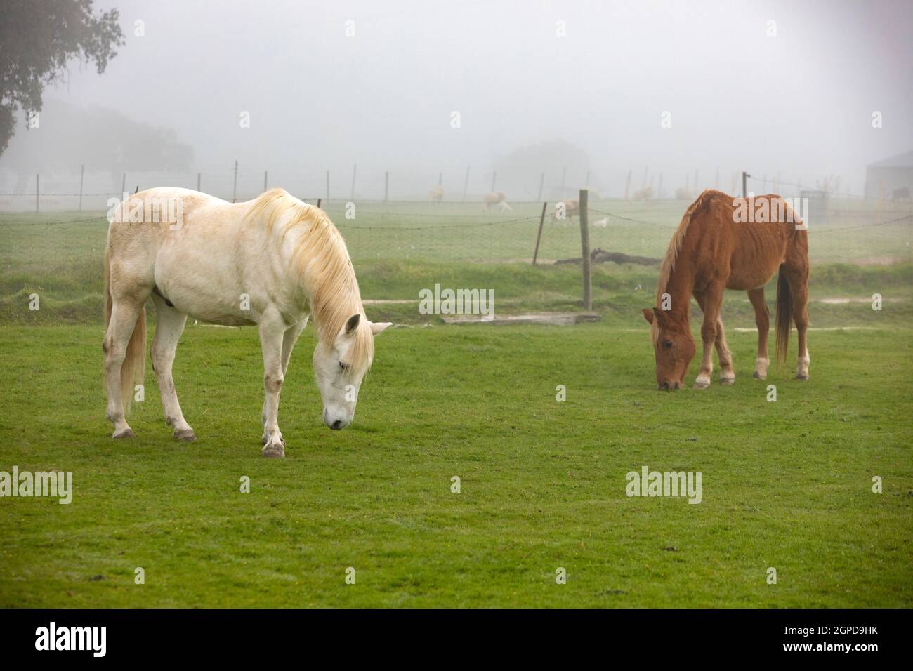 Cavalli al pascolo nella campagna in un giorno di nebbia Foto Stock