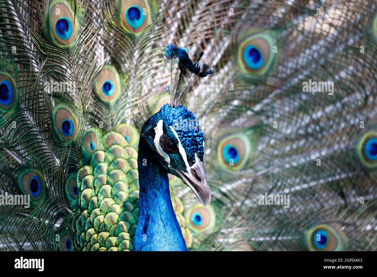 Incredibile peacock durante la sua mostra per accoppiamento Foto Stock