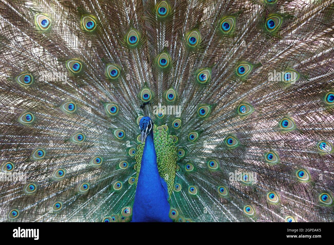 Incredibile peacock durante la sua mostra per accoppiamento Foto Stock