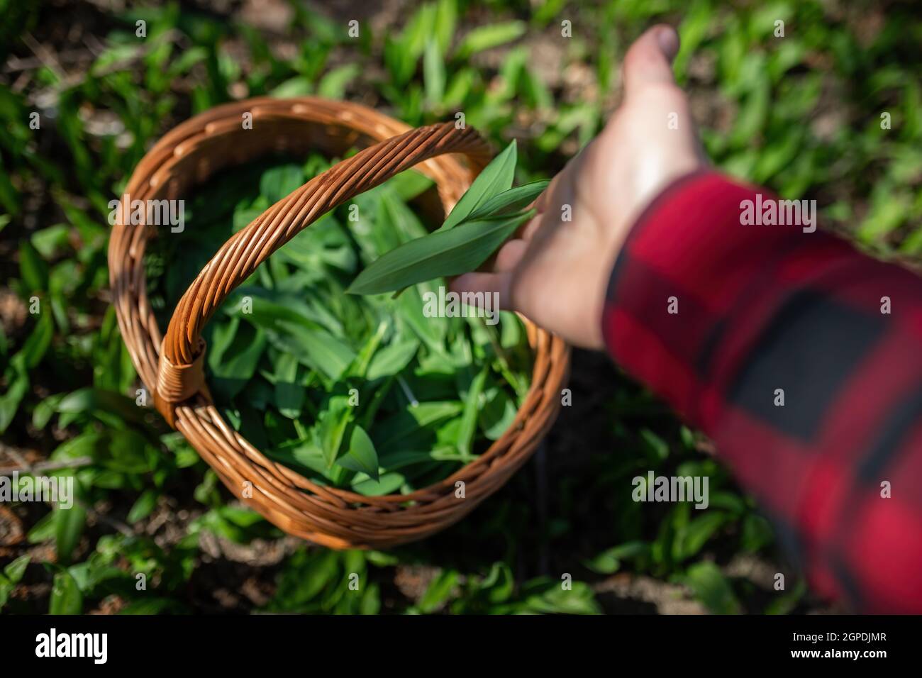 Mano umana aggiungendo aglio di orso appena raccolto, allium ursinum, al cesto nella foresta. Persona gettando foglie verdi speziate al contenitore di legno. Uomo Foto Stock