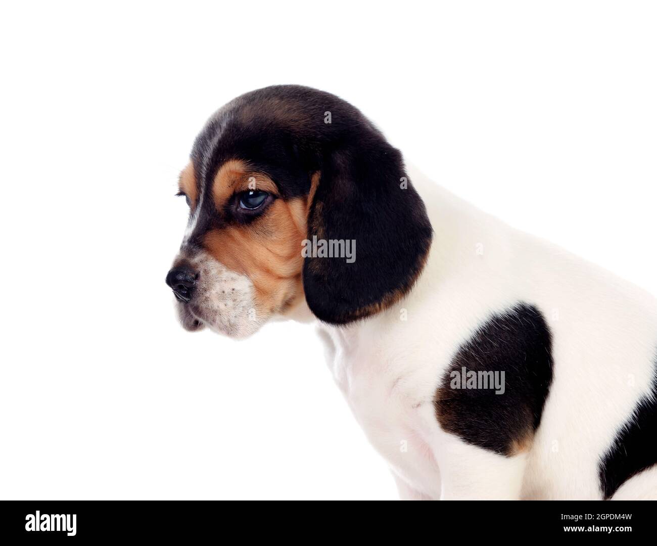 Bel ritratto di un cane beagle puppi marrone e nero isolato su uno sfondo bianco Foto Stock