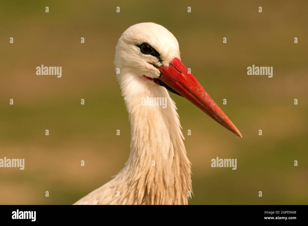 Ritratto di una cicogna elegante su uno sfondo naturale Foto Stock