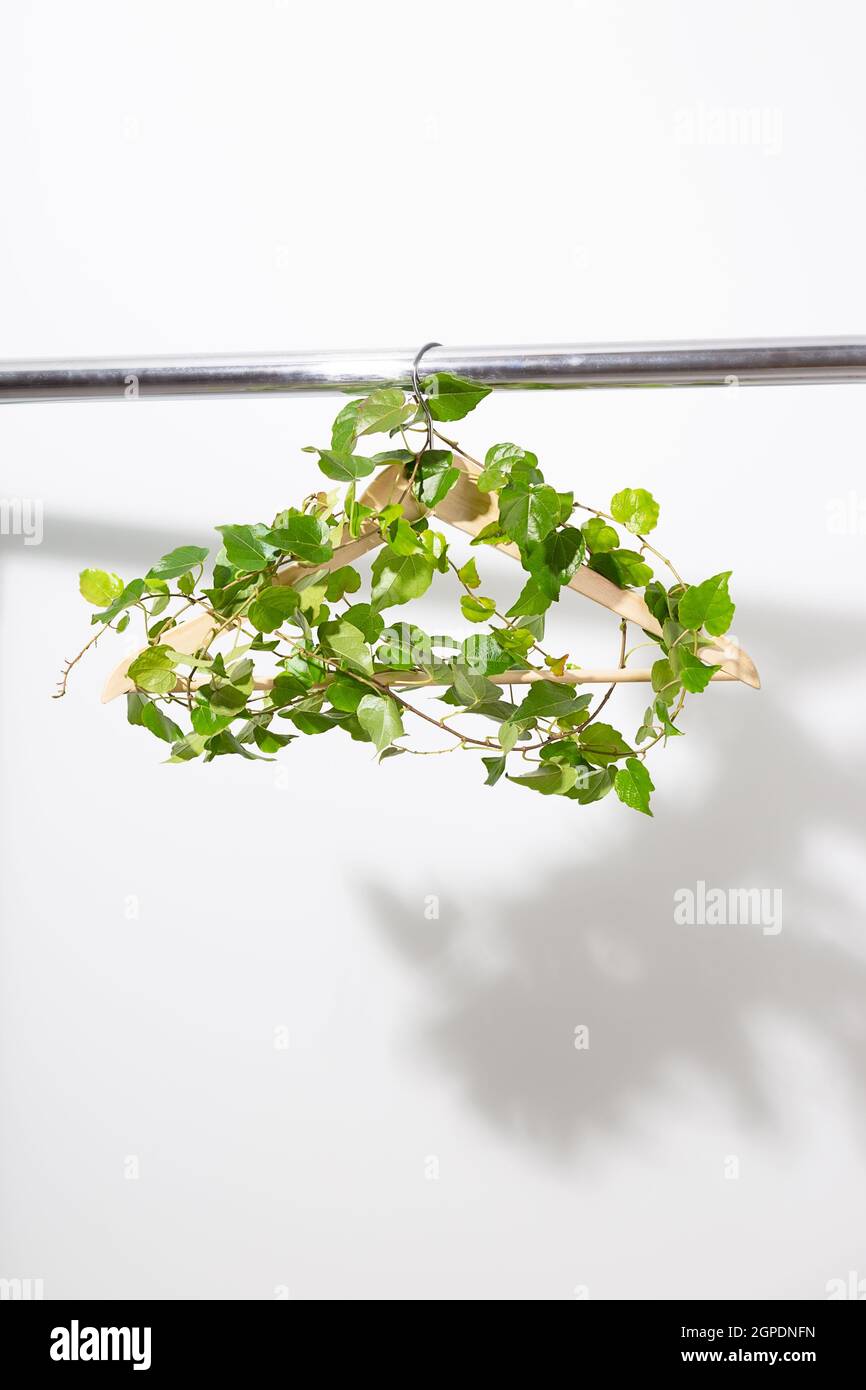 Appendiabiti intrecciati con pianta verde appesa su una parete bianca. Foto Stock
