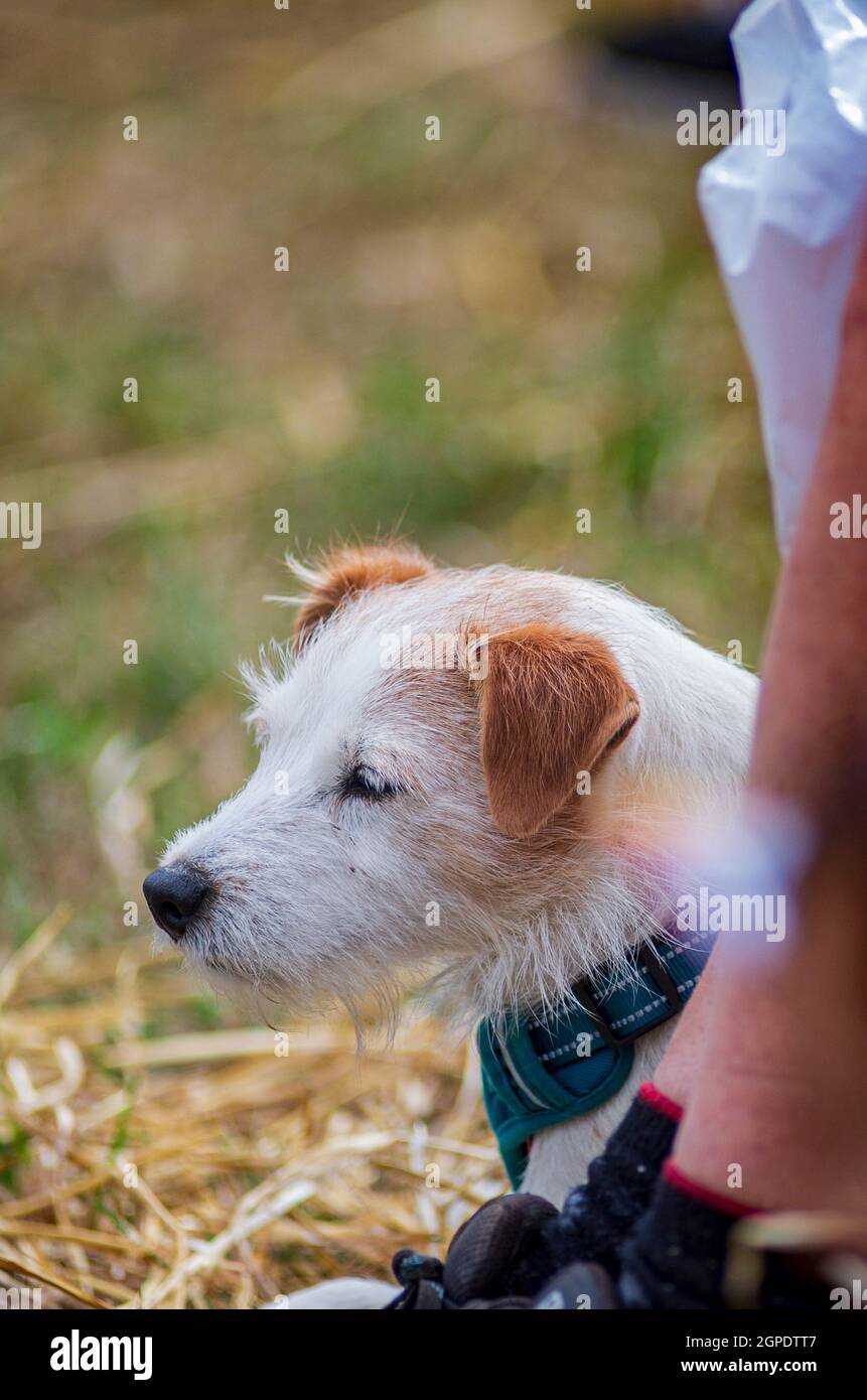 Ritratto di un cane Terrier contro la mano dei proprietari con uno sfondo sfocato Foto Stock
